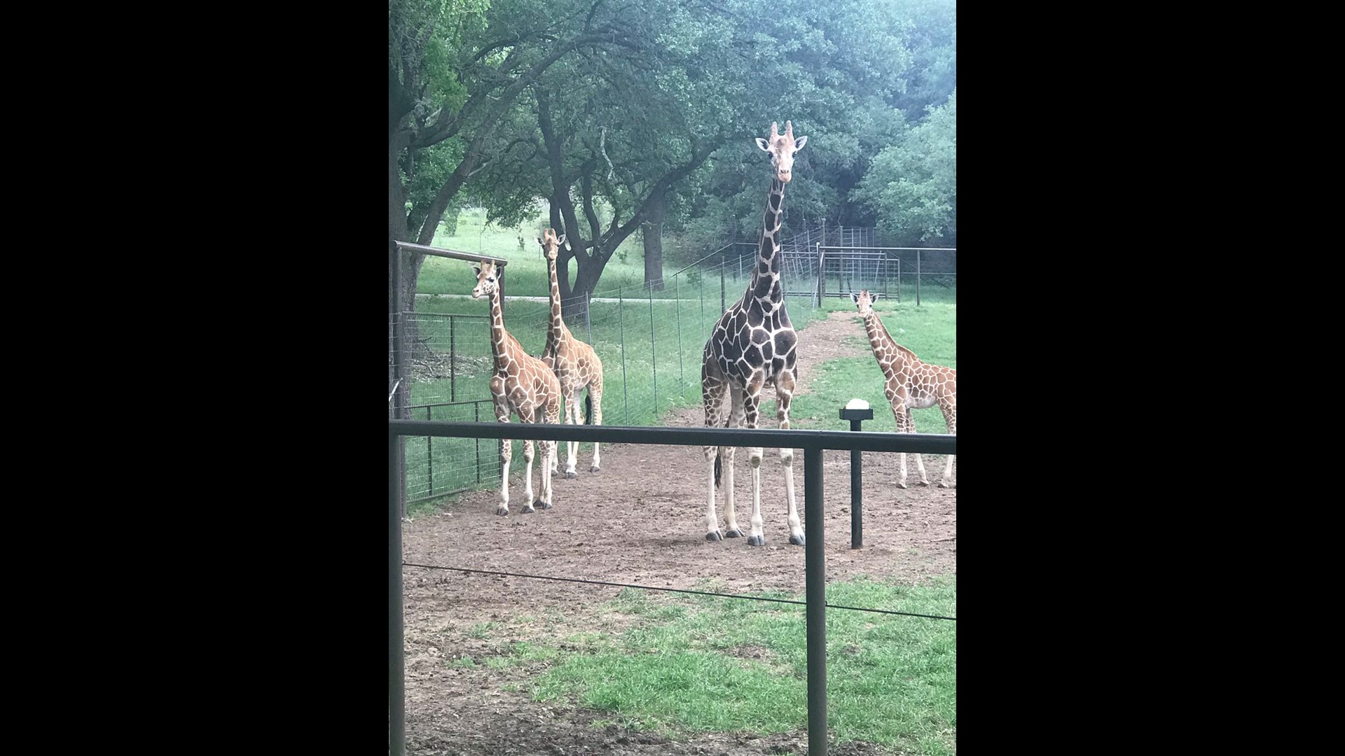 See hundreds of wild animals at this drivethru safari in Texas
