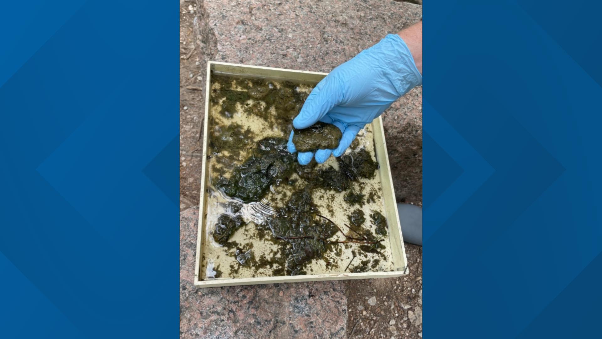 Officials with Austin Watershed Protection have detected a large amount of toxic blue algae in Lady Bird Lake.
