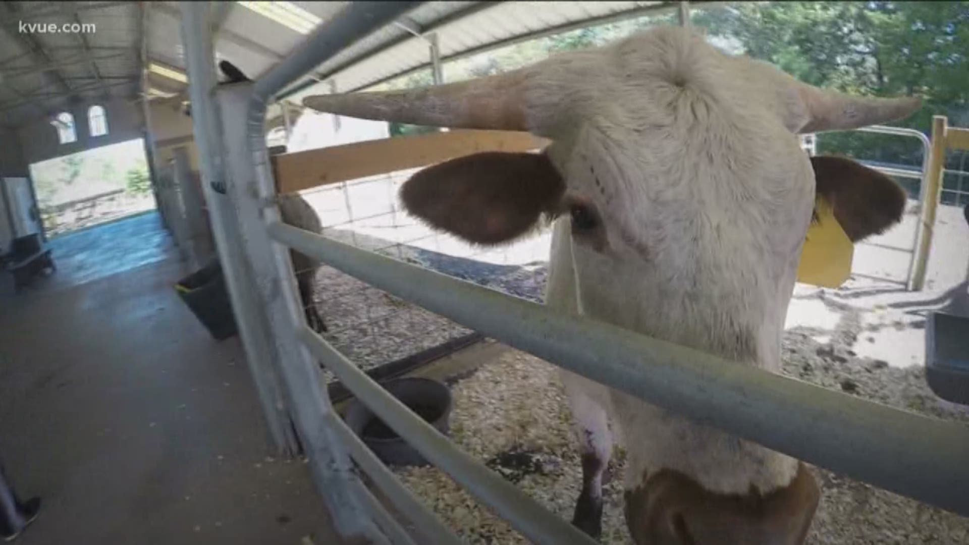 It's been more than a year since Harvey hit the gulf coast. A group is now using nature to help victims deal with their traumatic experiences.