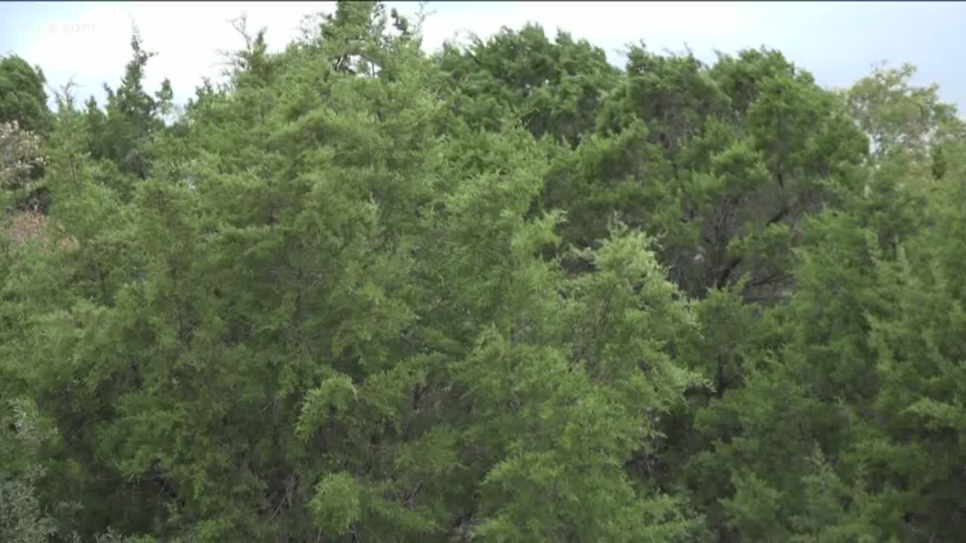 Winter allergies are coming, and this cold weather could make cedar season even worse.