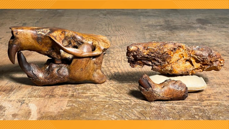 UT researchers re-discovered an ancient beaver, named it after Buc-ee's