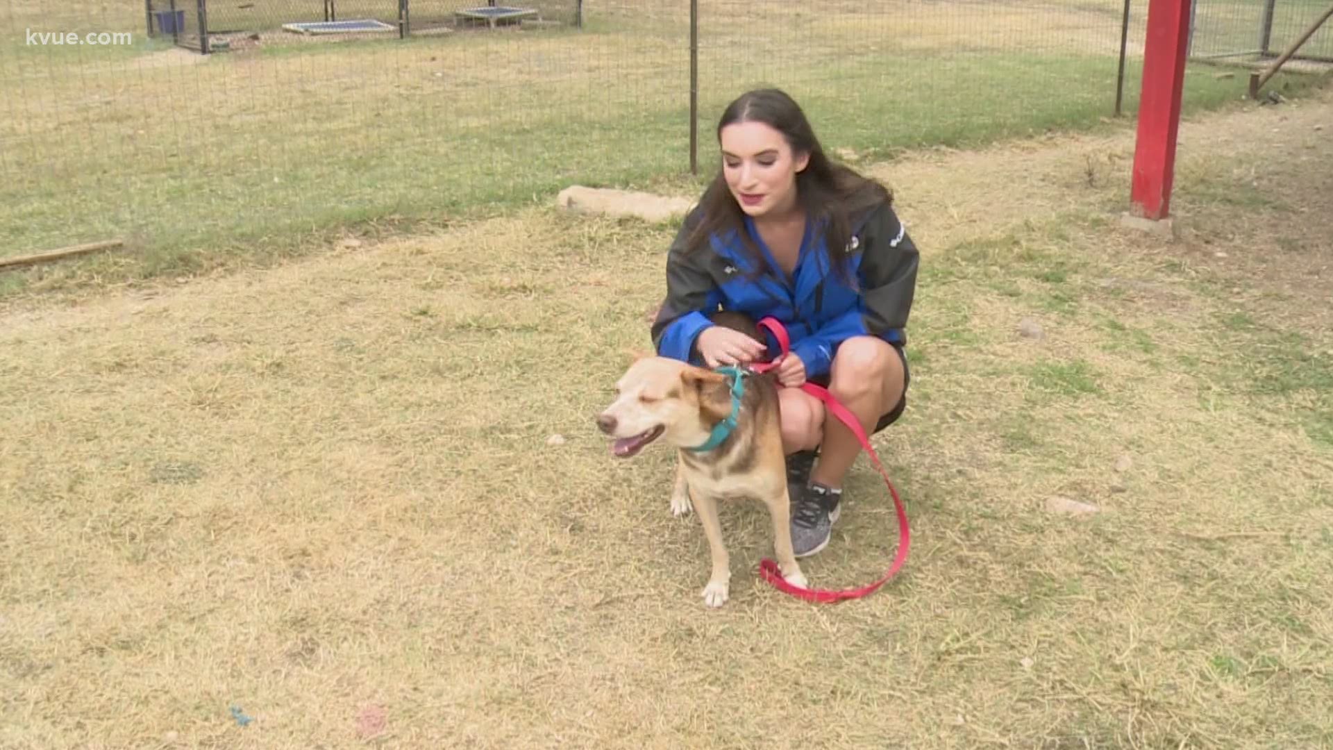 KVUE's Pet of the Week is Connor! Connor is a 5-year-old pup who loves to cuddle. He’s available for adoption at Texas Humane Heroes.