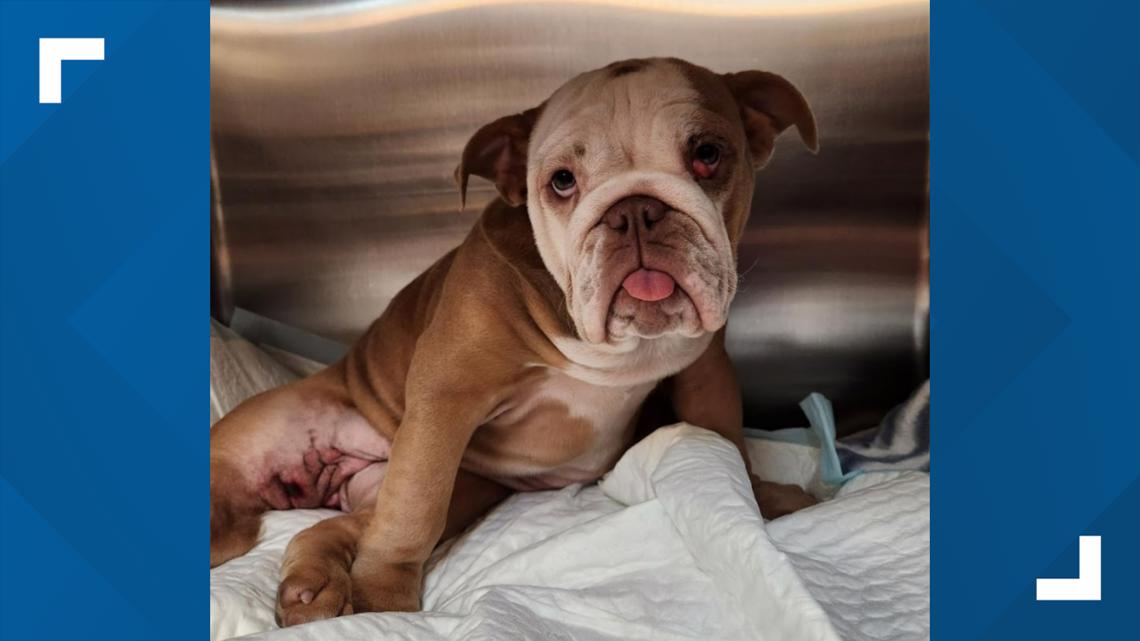 Dogs on the road to recovery after each was hit by a car - Vimarsana News