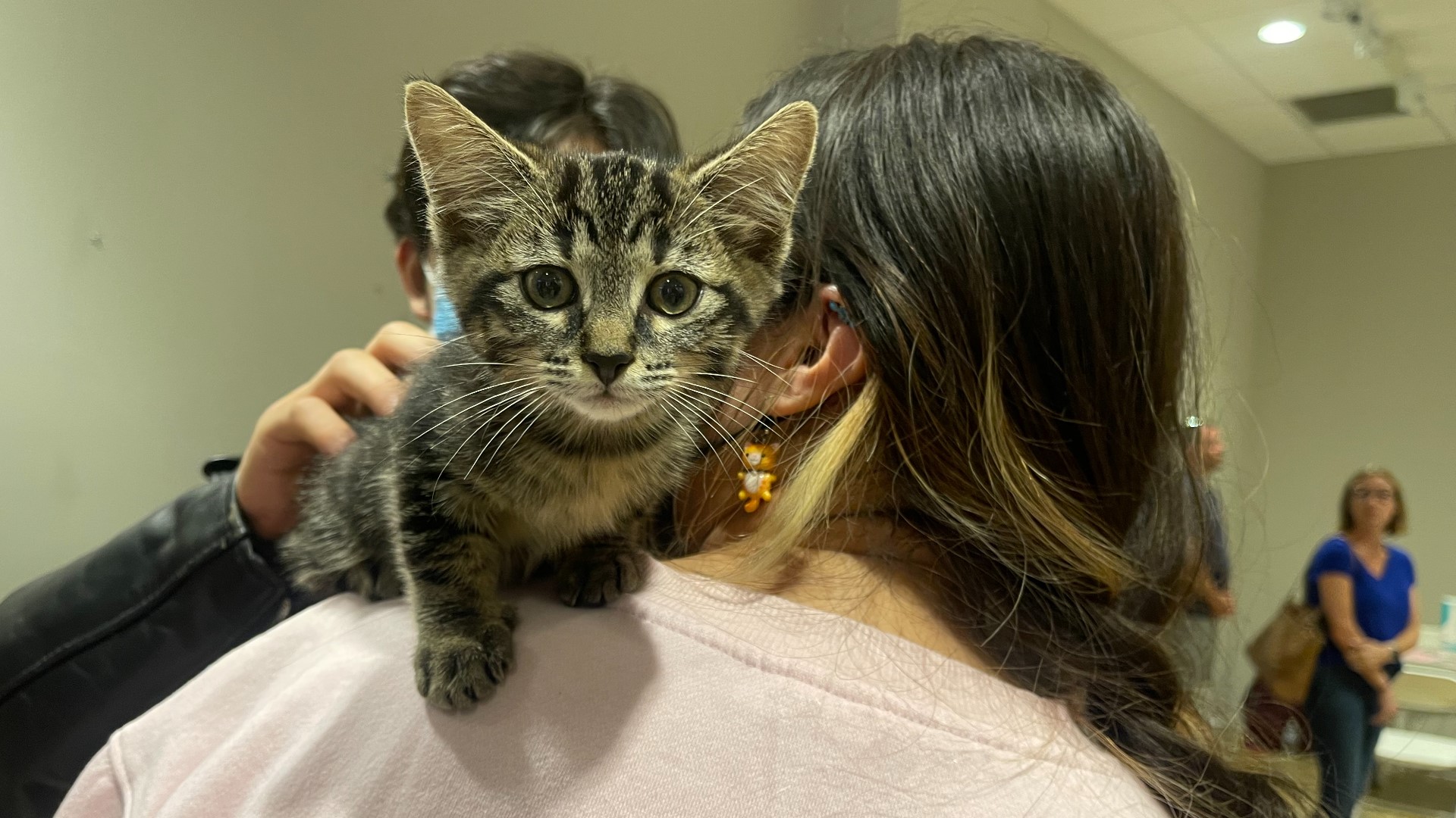 Austin Pets Alive! hosts Caturday adoption event | kvue.com