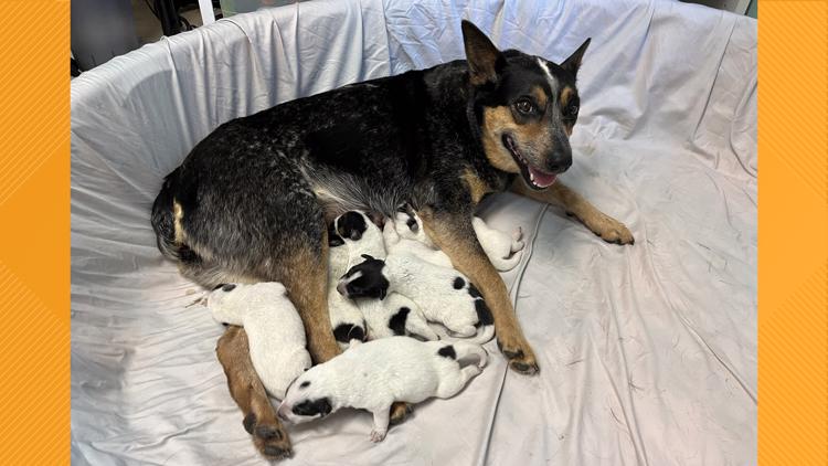 New mom dogs looking for their forever homes this Mother's Day