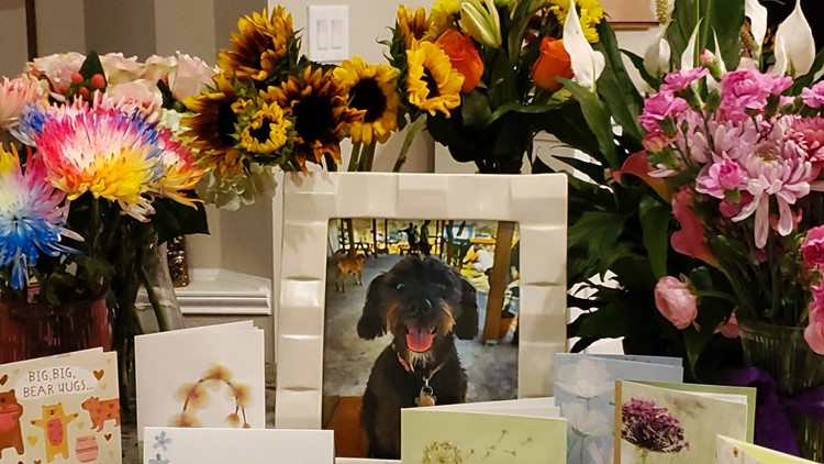 2-year-old dog dies from rattlesnake bite
