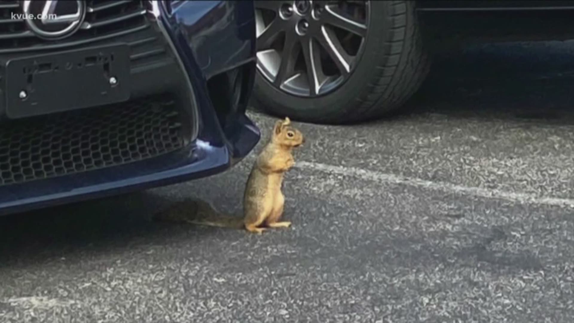 In the past few weeks, squirrels have been causing chaos for KVUE employees.