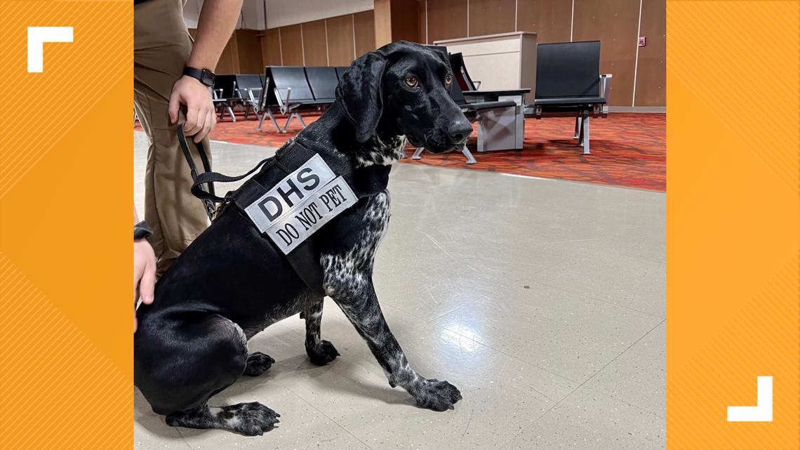 'They're almost like a professional athlete' | TSA trains canines to ...