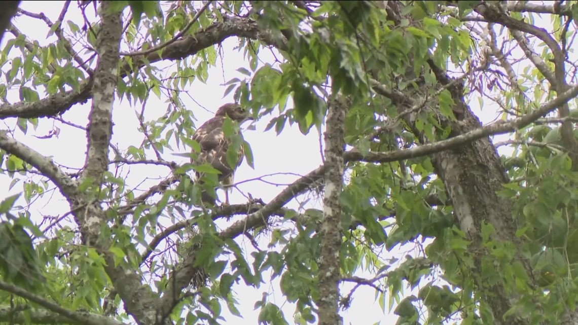 Austin couple says they've been attacked by hawk several times - Vimarsana News