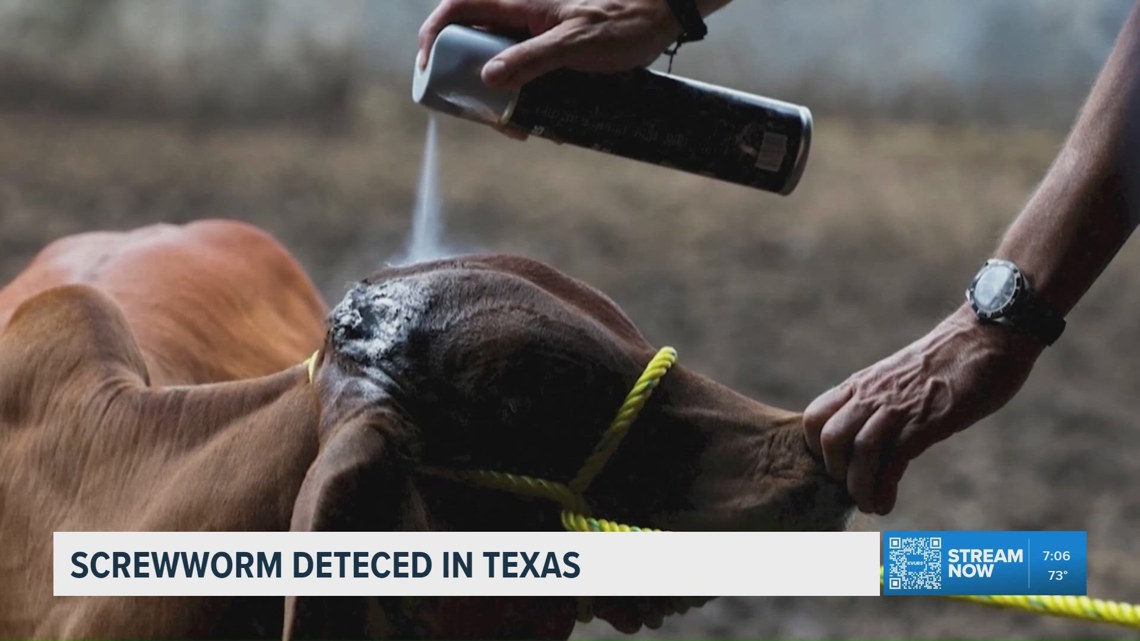 US beef prices could increase as new world screwworm found in South Texas