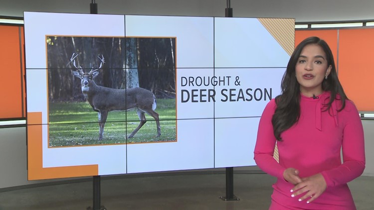 Drought during deer season: Dry conditions impact habitat, antler quality