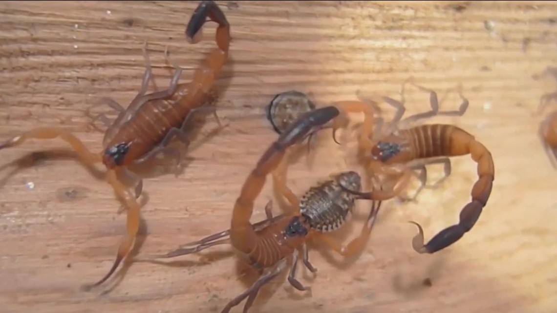Summer Scorpion Season - Aztec Organic Pest Service