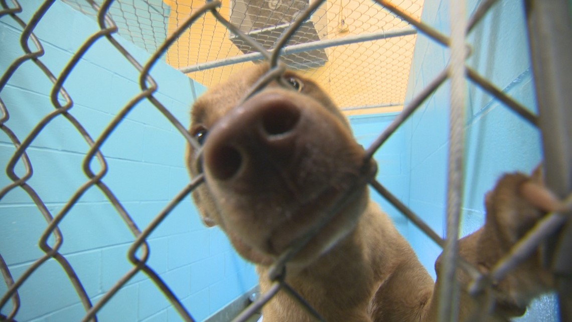 San Marcos animal shelter aiming to become 'no kill' | kvue.com