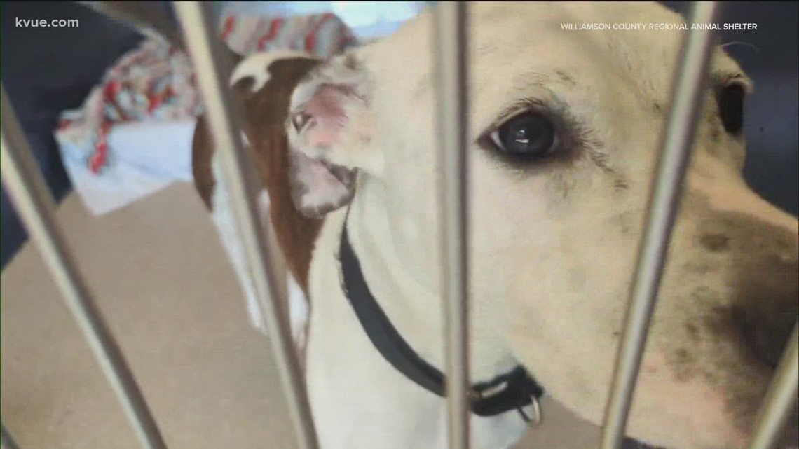 Williamson County Regional Animal Shelter experiencing a 'life-saving crisis'