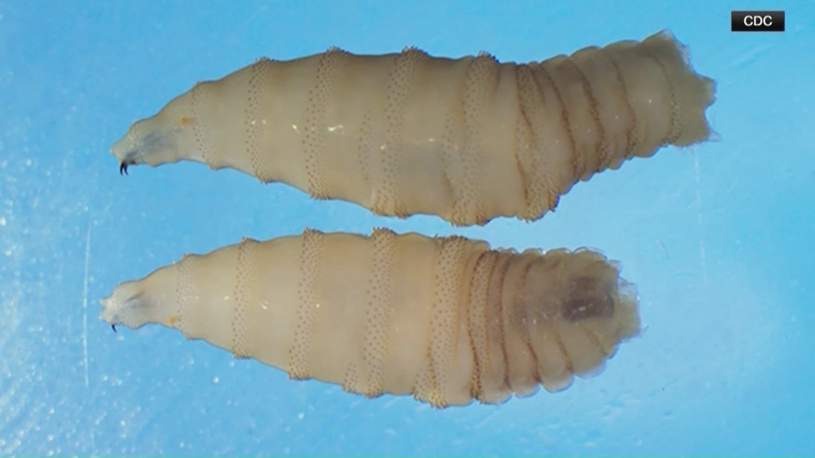 New World screwworm case reported 60 miles from Texas border