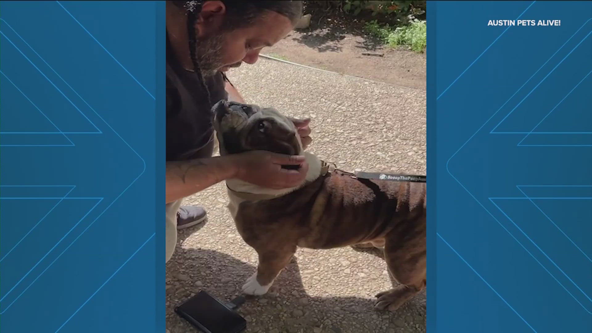 An English Bulldog was reconnected with his owners roughly four years after wandering from his home on the West Coast. 
