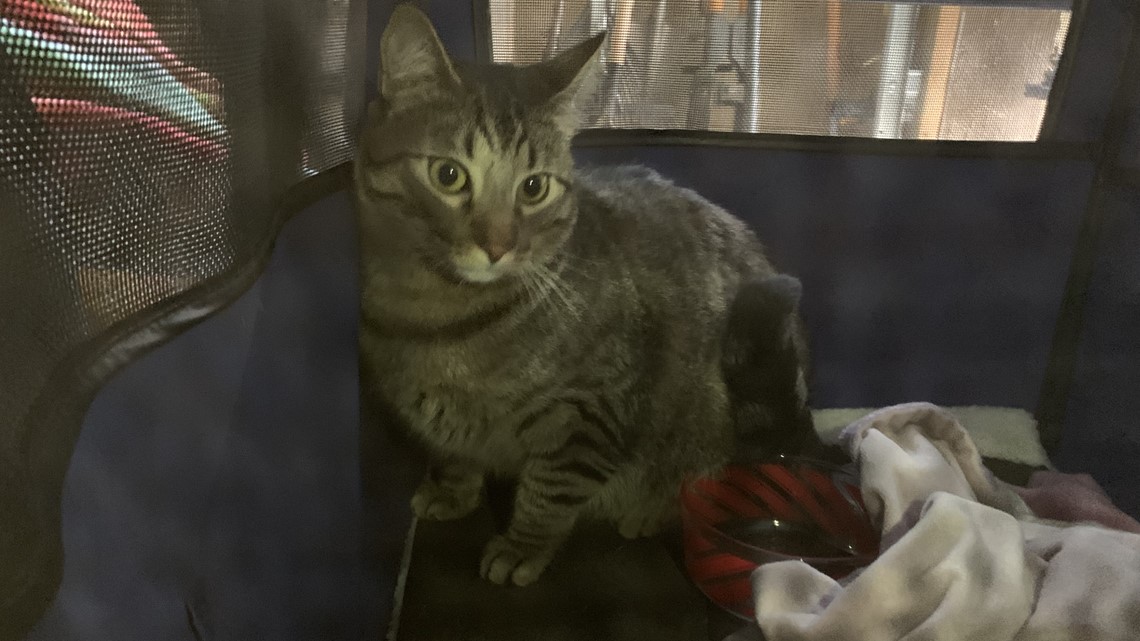 Cat Who Survived Tornado Is Found Sitting on Pillow Amongst Debris