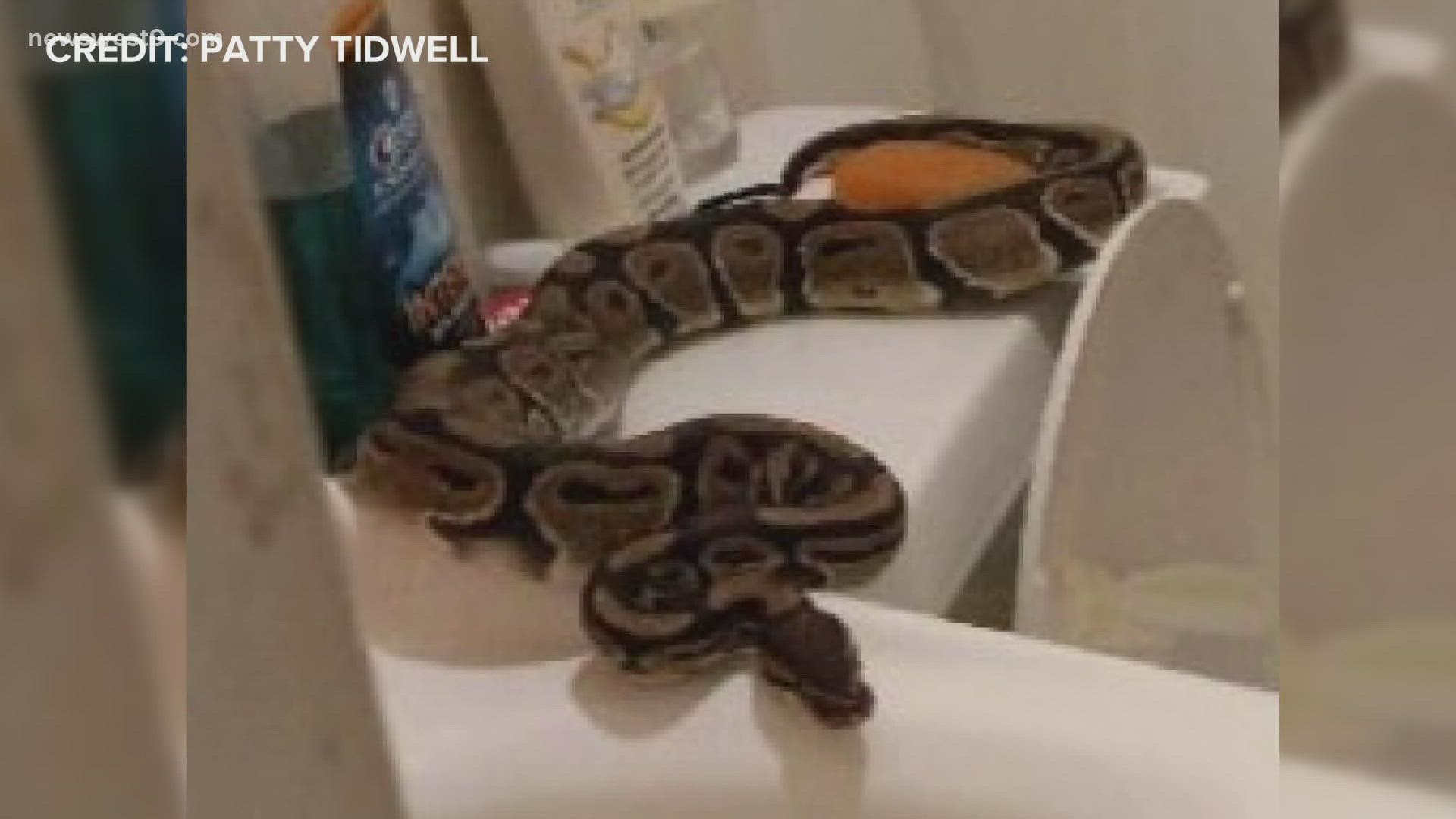 Patty Tidwell woke up to use the restroom in the middle of the night and found a massive python had crawled through the sewer line and out of the toilet.