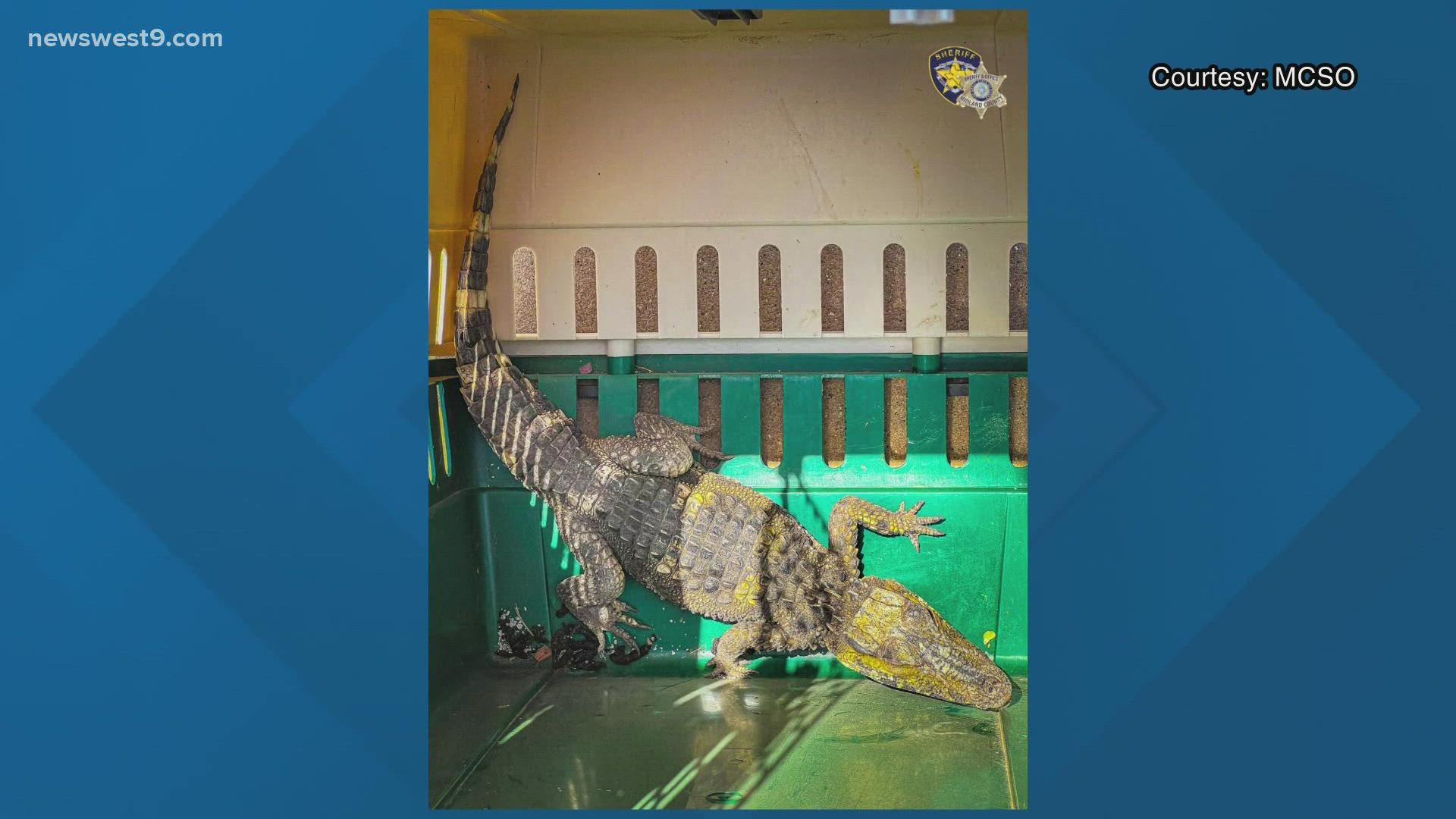 MCSO responded to what was thought to be an alligator loose in Midland County earlier in the week, but it turned out to be an escaped caiman.