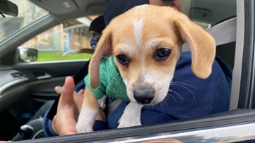 Austin Animal Center reopens, asking urgently for adopters