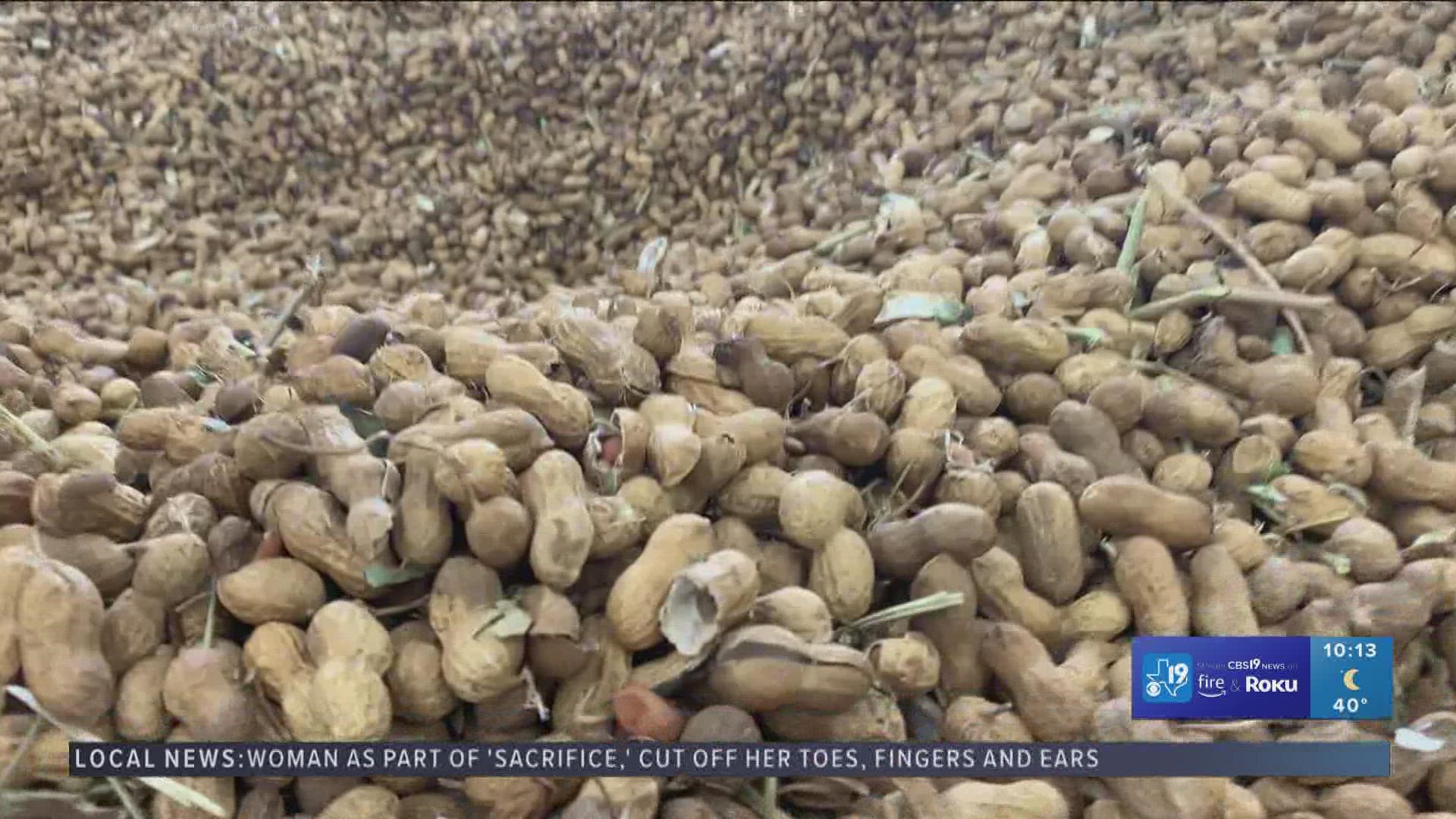 Chevron and Texas A&M Agrilife have a signed a multimillion-dollar contract to create a new peanut that can be converted into a eco-friendly renewable fuel source.