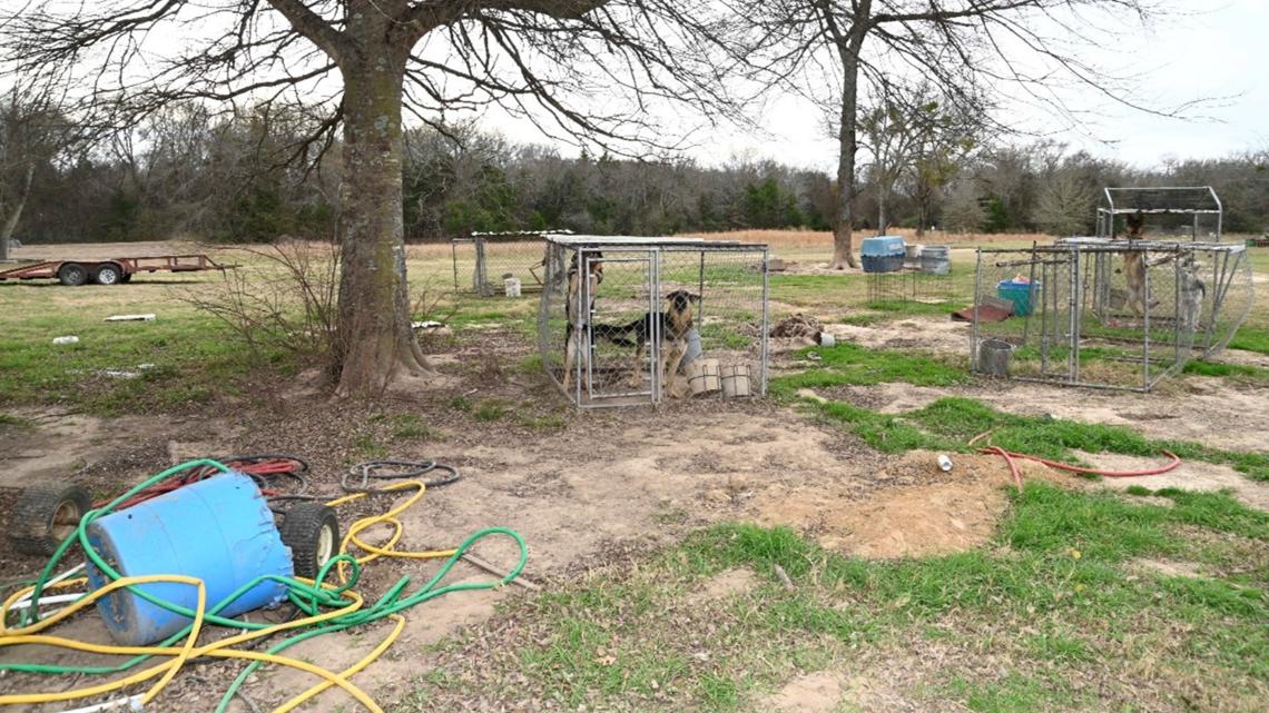 East Texas dog breeder indicted after social media video shows her shooting, killing dog tied to tree