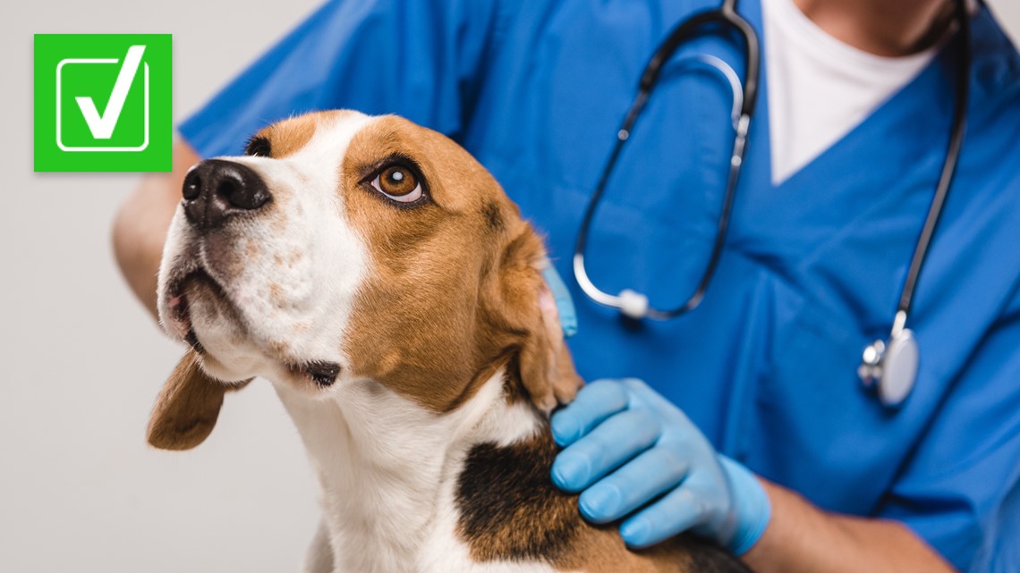 Mystery Dog Illness Is Spreading In These U.S. States | Kvue.com