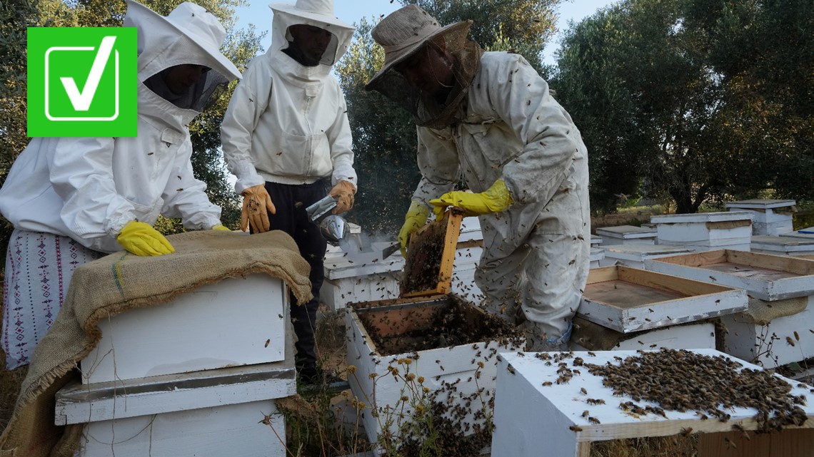 How to start beekeeping: four female beekeepers share their