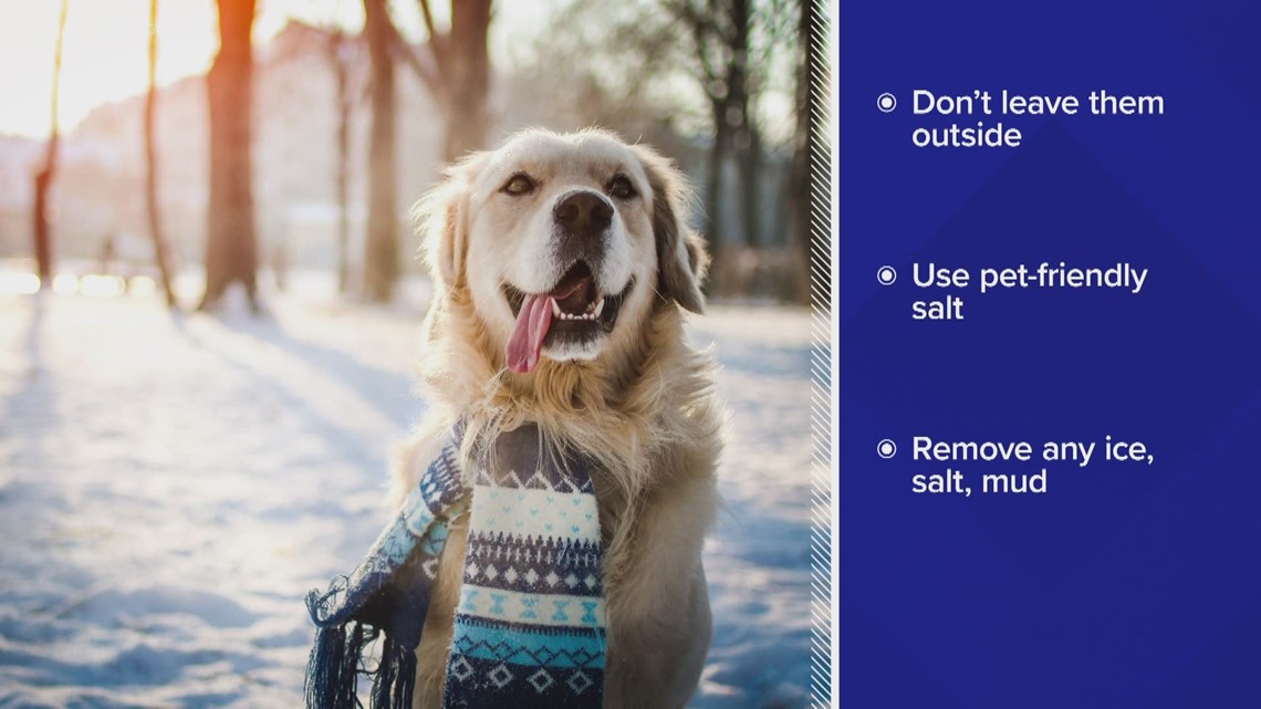 Tips for keeping your pets safe during the cold weather