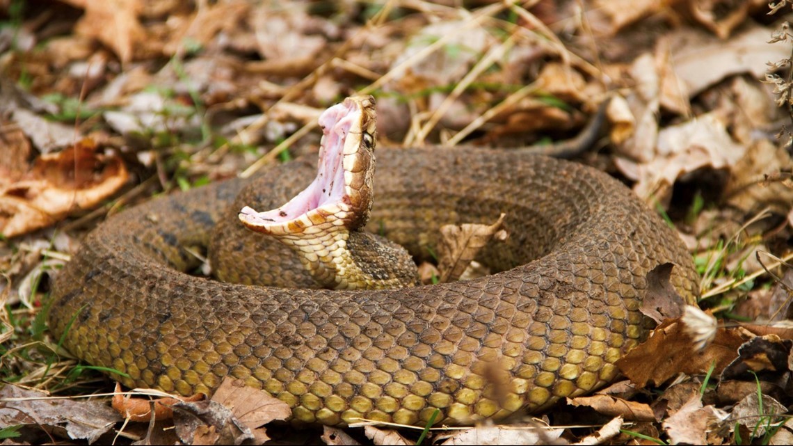 Sneaky Serpents Texas Department Of Agriculture Reminds Texans To Keep Sharp Eye Out For Snakes Kvue Com