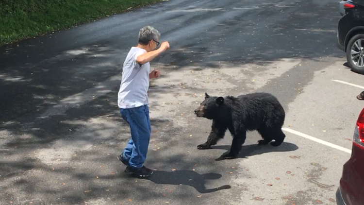 Weeks After Bear Video Goes Viral Smokies Officials Hope People Actually Get The Message About Approaching Wildlife Kvue Com