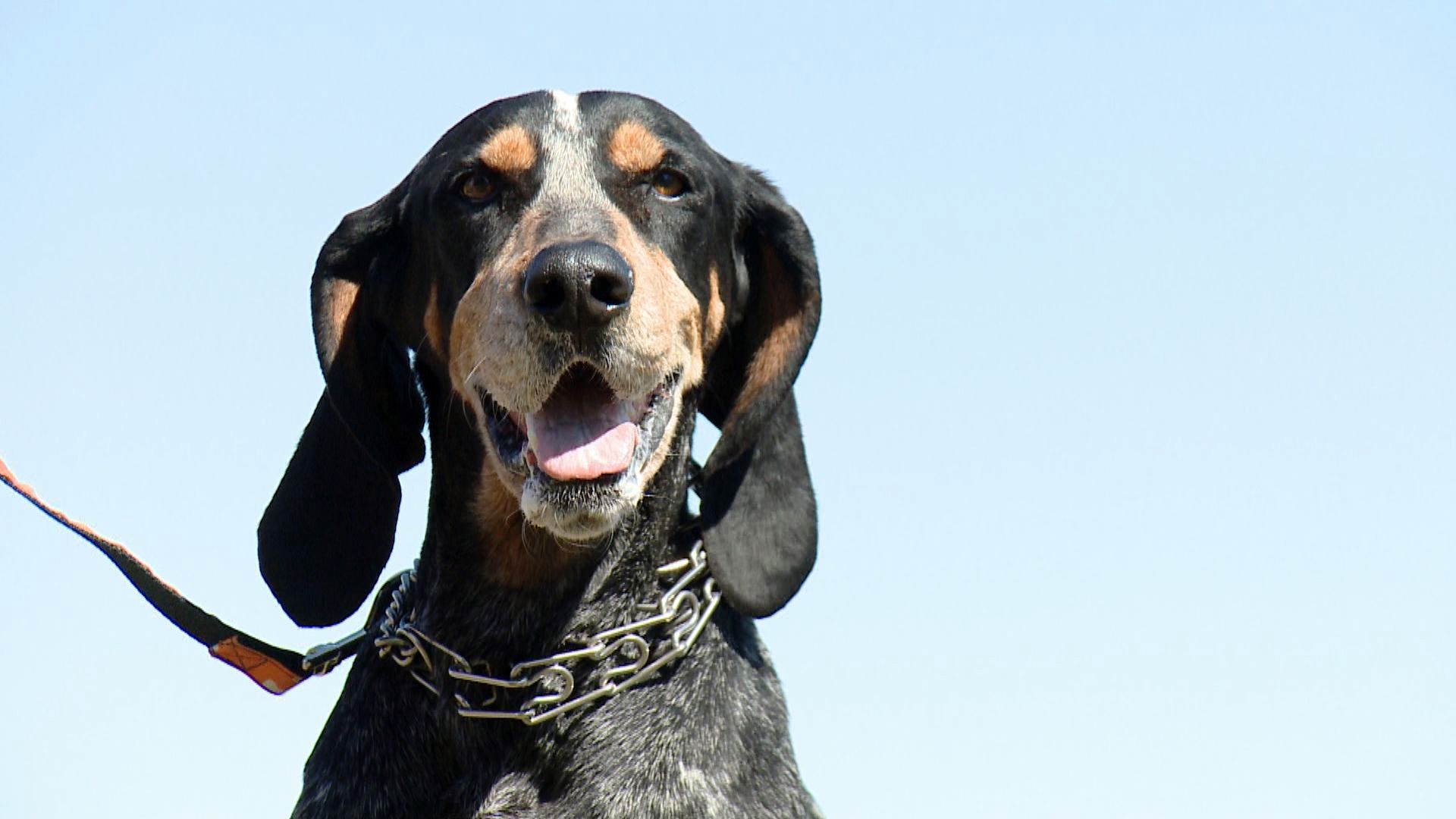 Smokey Celebrates Bluetick S New Status As Tennessee State Dog Kvue Com