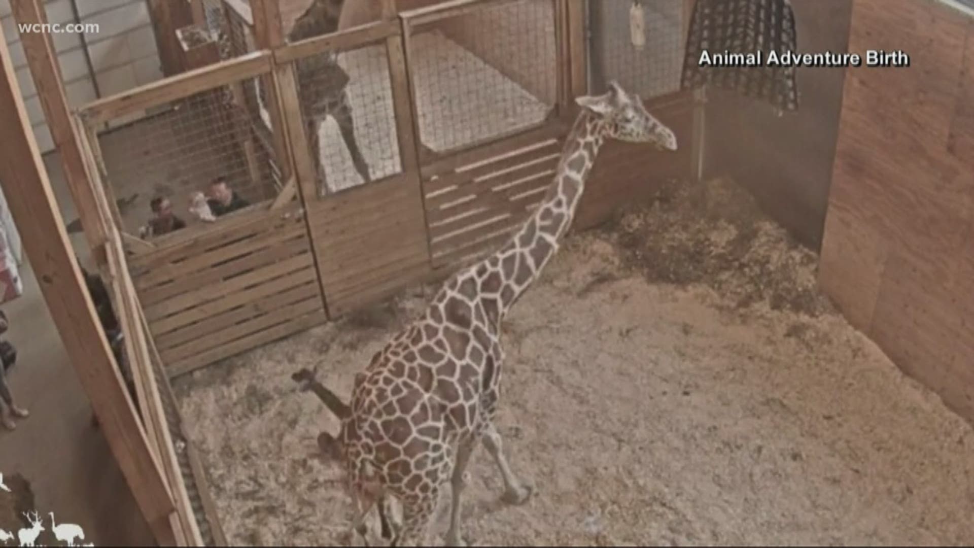 After having five calves and becoming a social media star, Animal Adventure Park in New York announced that April the Giraffe will start taking birth control and will no longer be part of the zoo's breeding program.