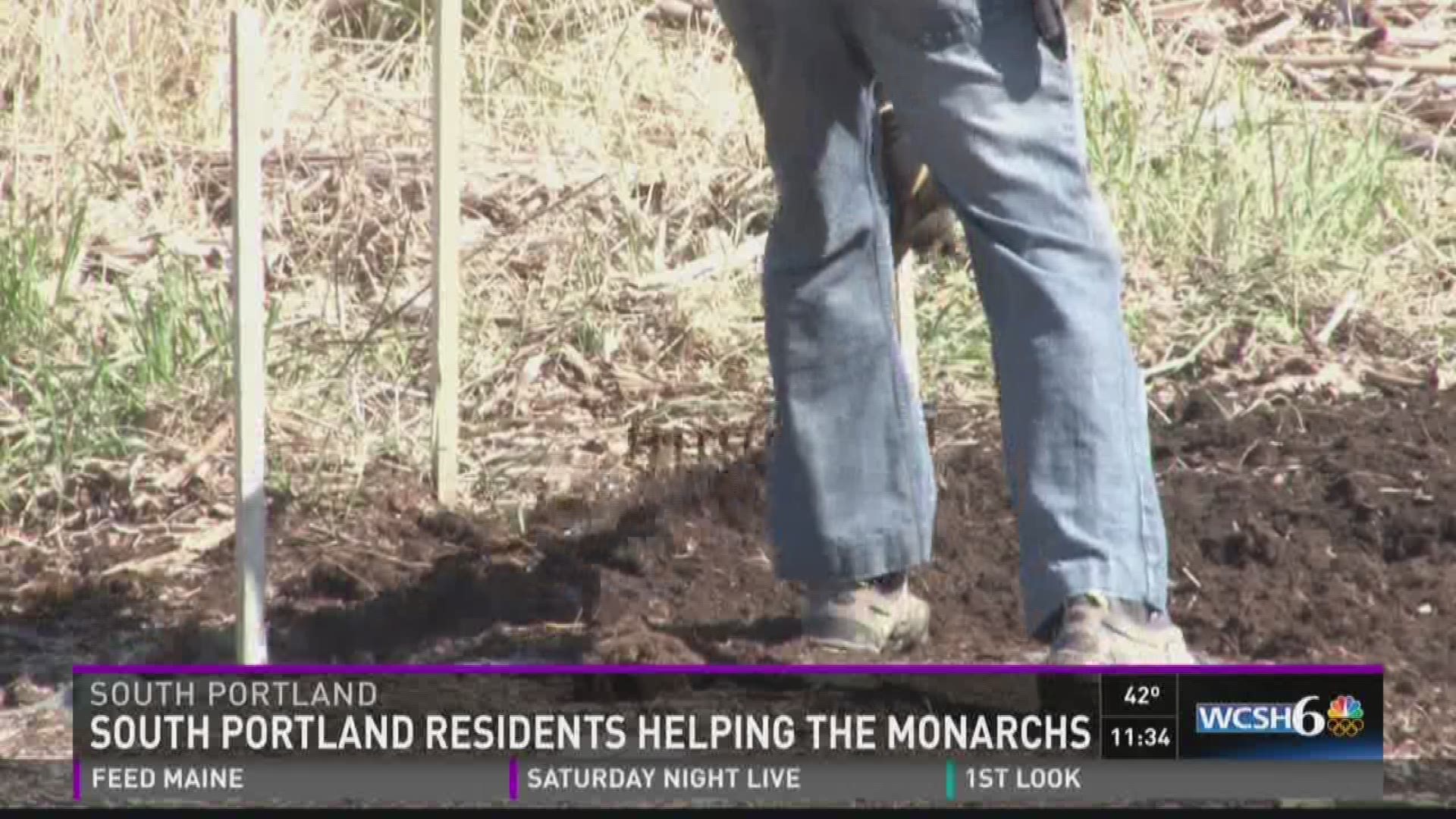 Area residents plant milkweed to help Monarch Butterflies.