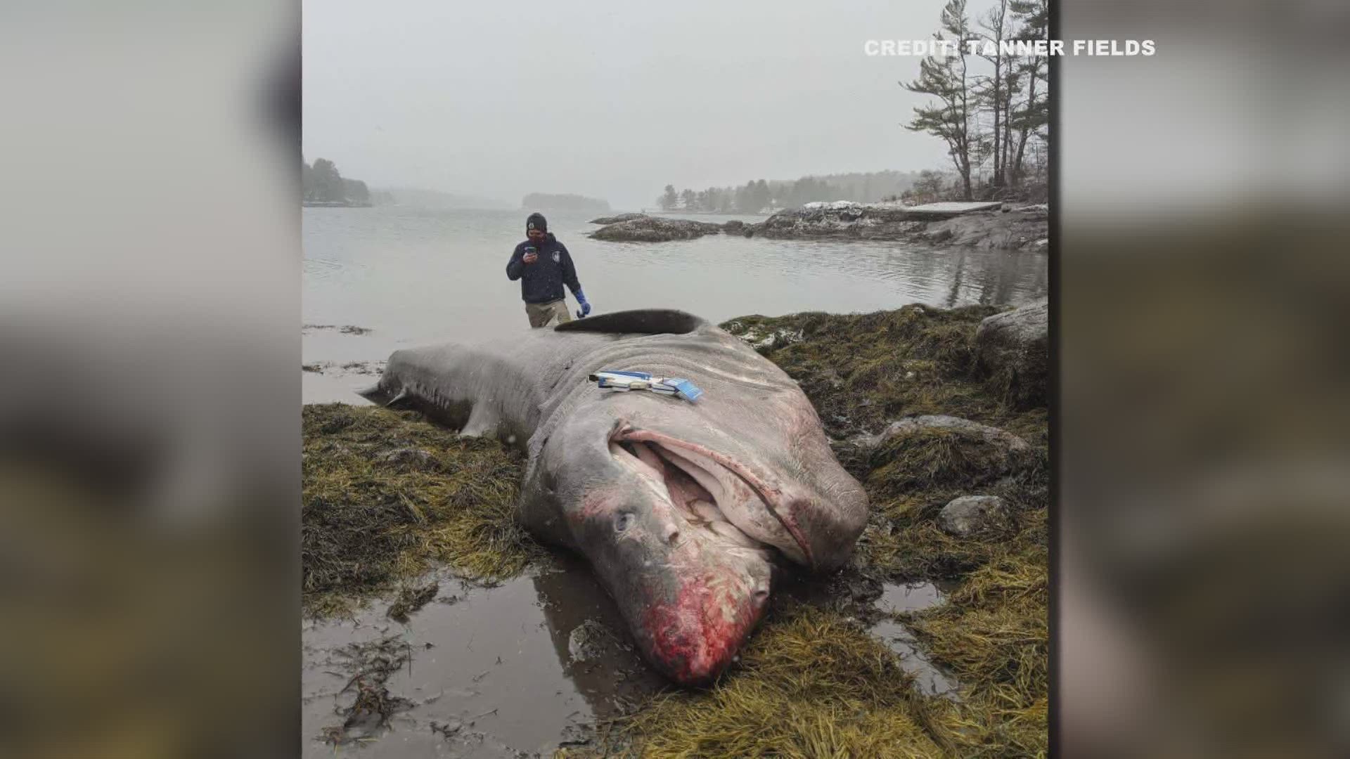 The shark was found in Greenland Cove in Bremen Tuesday. Maine Dept. of Marine Resources was on site taking samples for genetic, dietary and aging analysis.