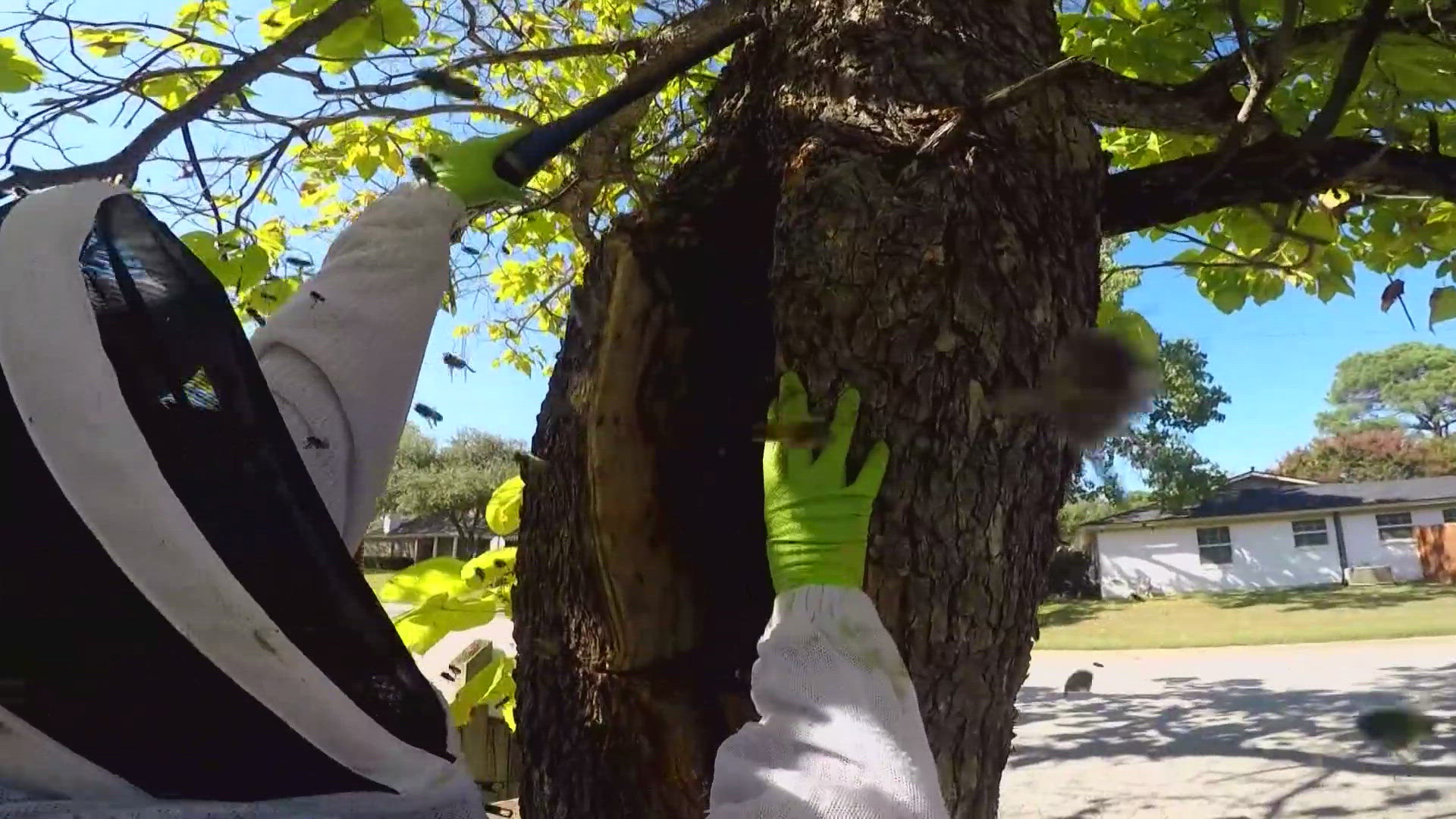 A couple in North Texas survived an attack by hundreds of bees.