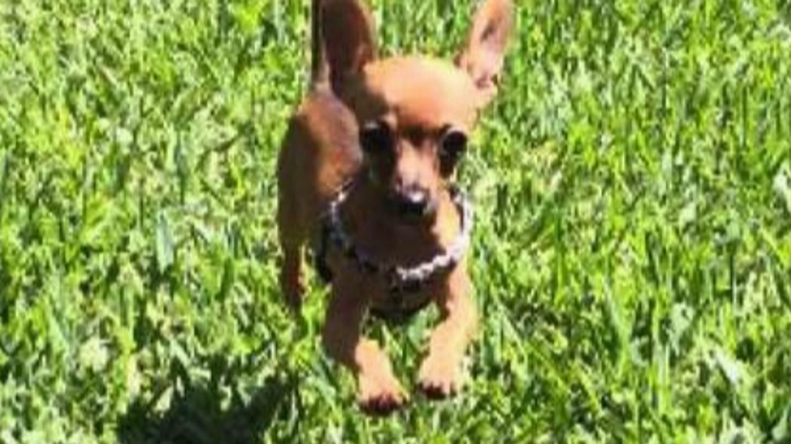 pup-s-death-puts-spotlight-on-pet-boarding-requirements-kvue