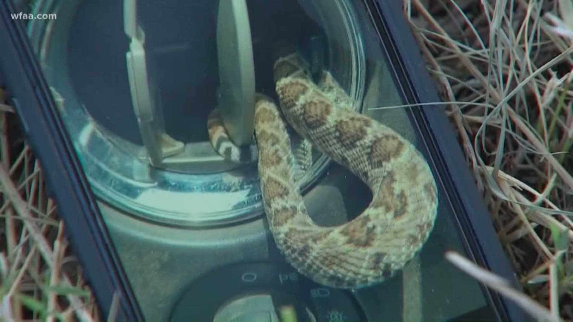 “Just another day in the pastures, ya know?” joked Bob Crowell of the discovery of a rattlesnake in his truck's air vent.