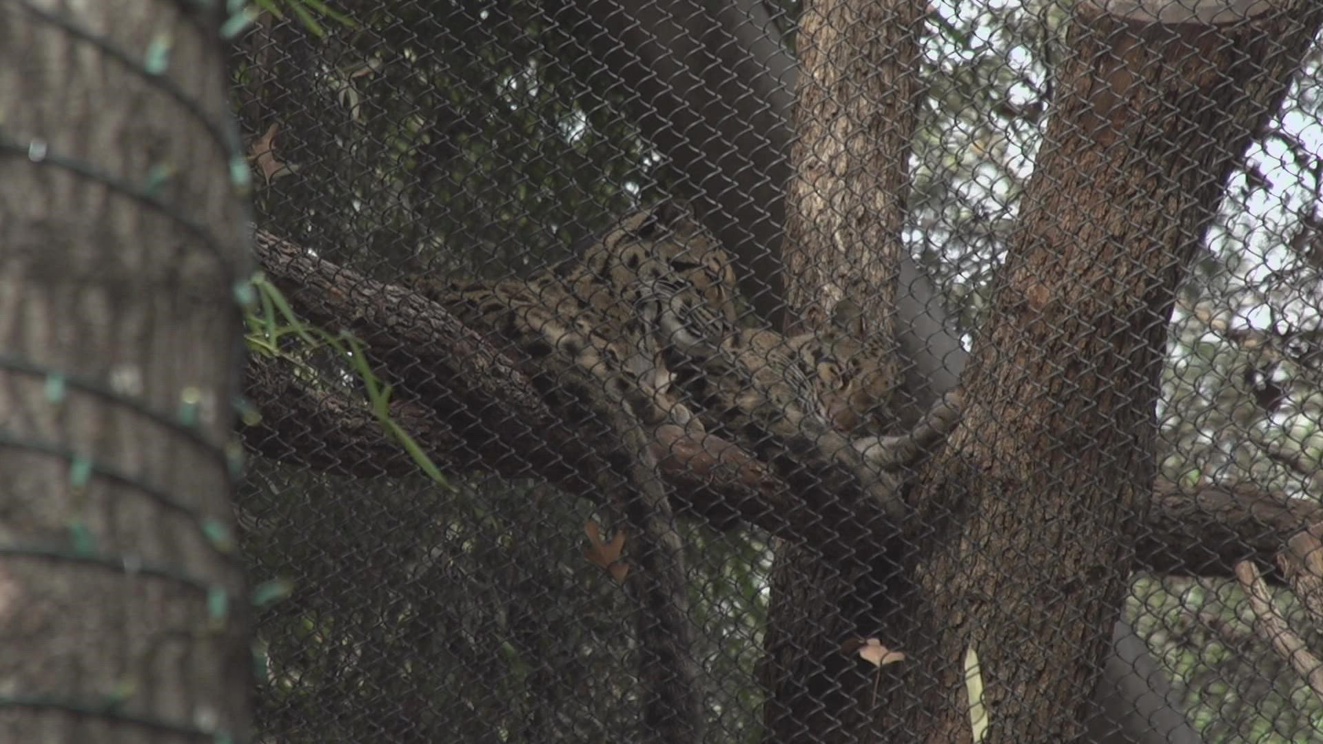 Police have opened another criminal investigation at the Dallas Zoo after finding a second cut fence at a different animal habitat.