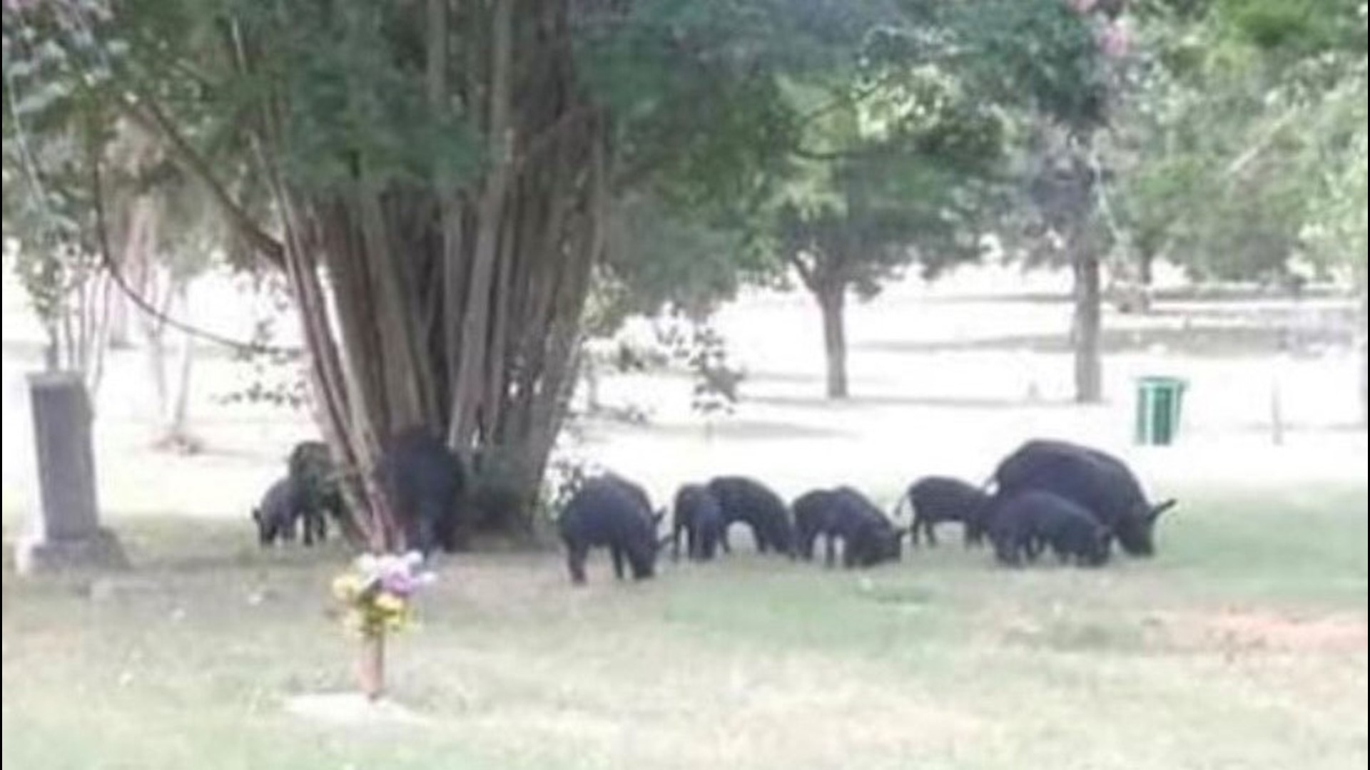 A North Texas family is frustrated with Lincoln Memorial Funeral Home and Cemetery, as they say wild hogs have invaded the land around their loved ones gravesites.