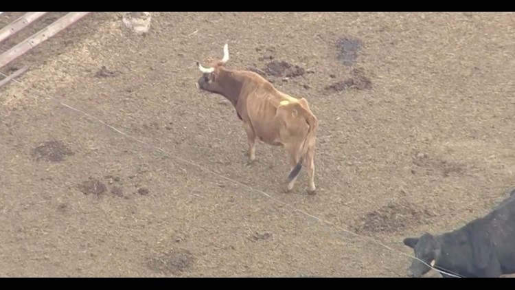 Dead Longhorns Prompt Seizure Of Hundreds Of Animals On Central