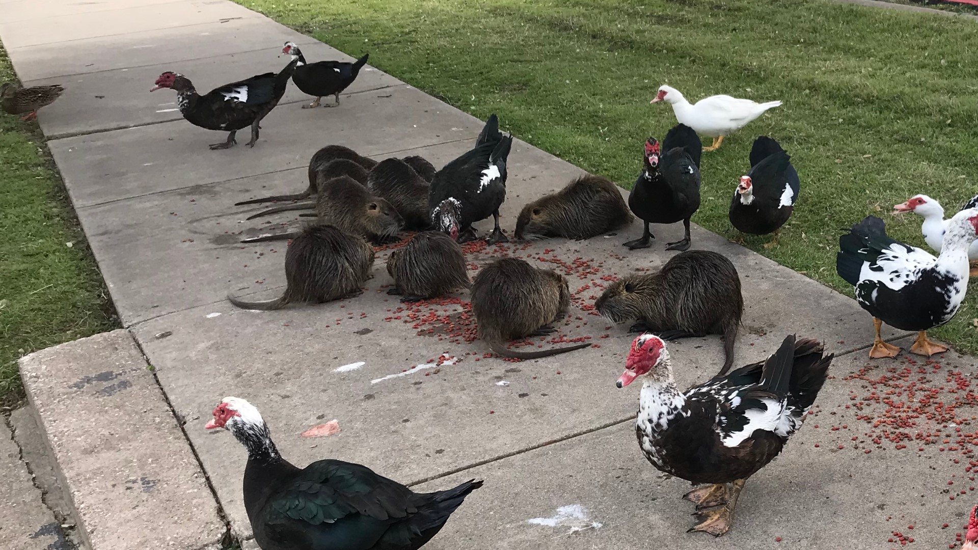 A sizable colony of nutrias has been seen at Krauss Baker Park for at least a year now, and wildlife specialists are asking people not to feed them.