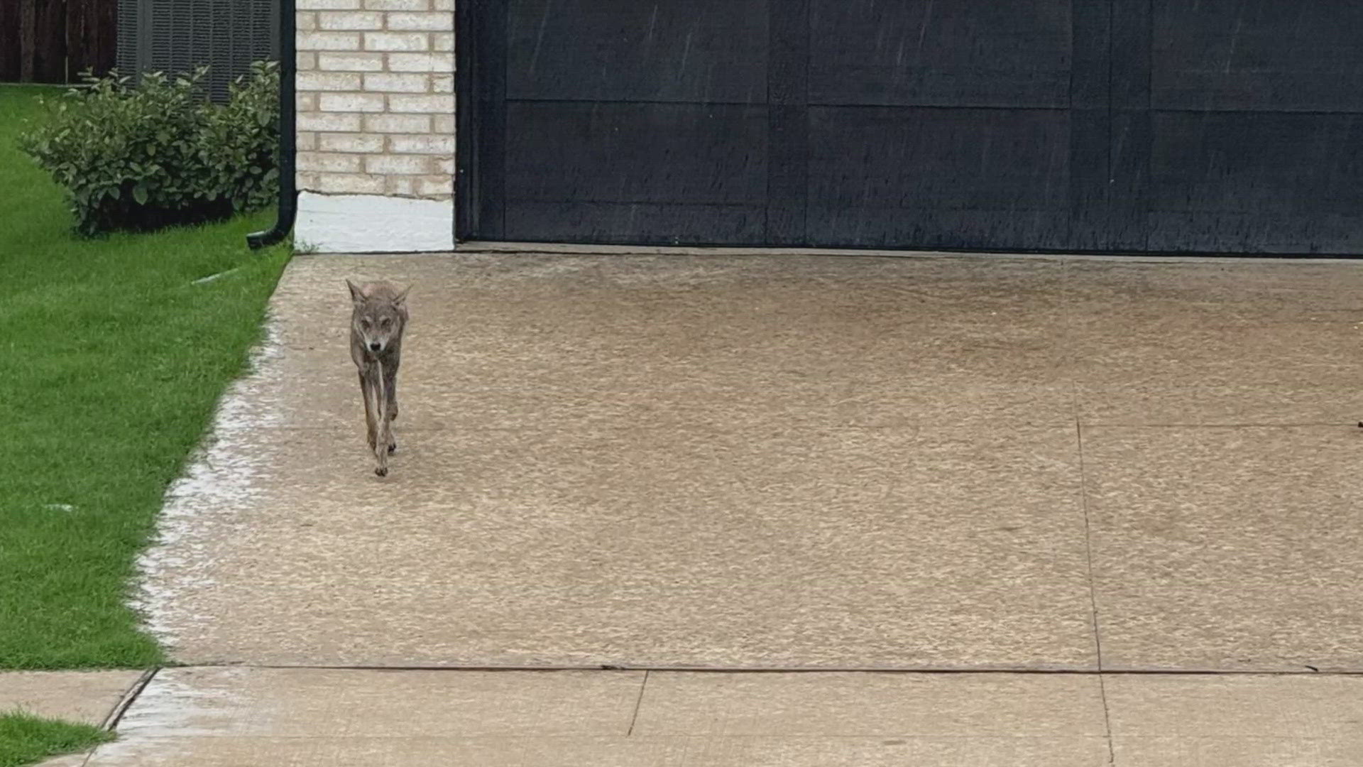 The child, who was walking slightly ahead of her mother, suffered non-life-threatening injuries, including scratches and a bite, police said.