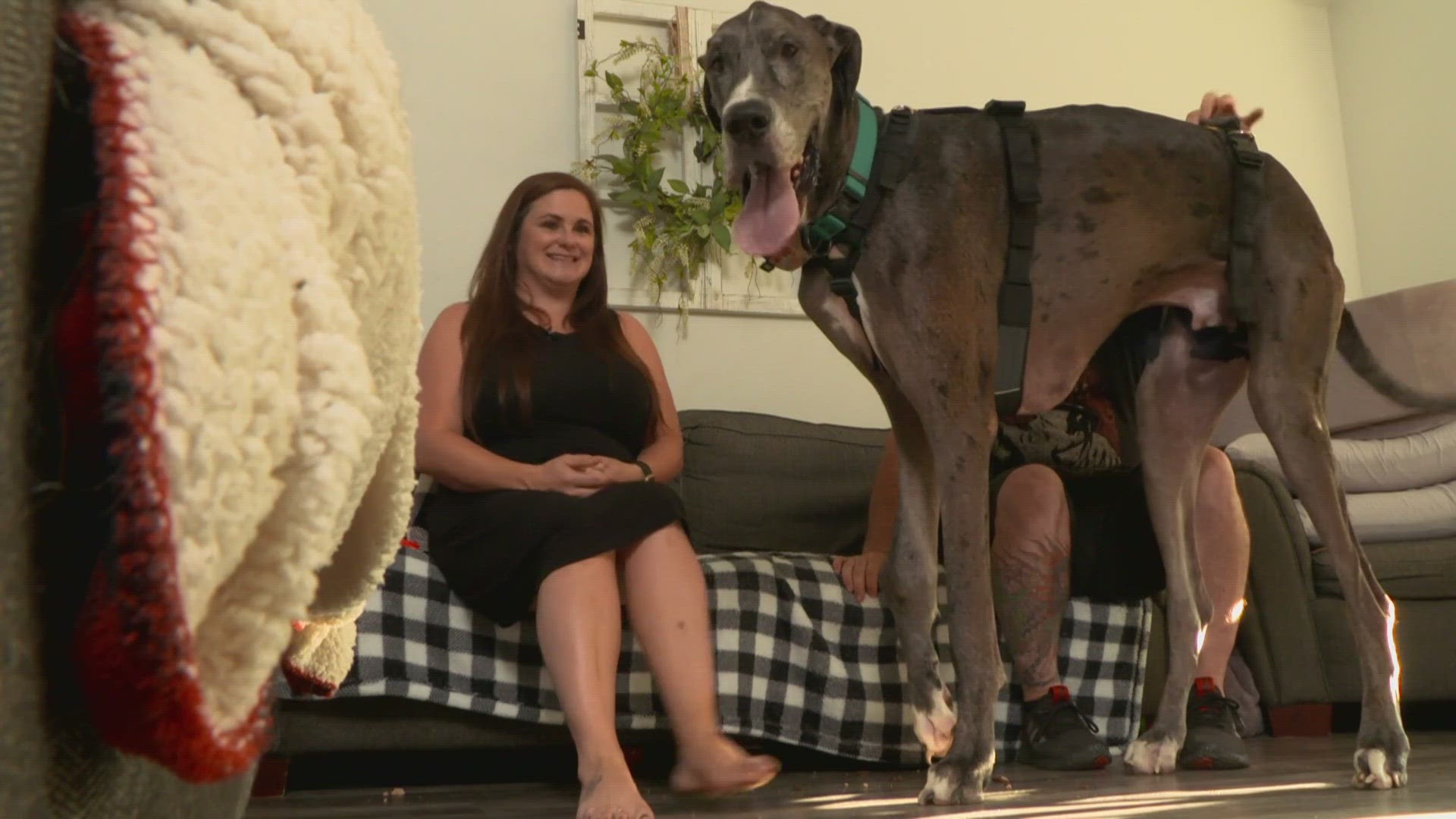 "We don't want him to hurt anymore," said Zeus's owner, Brittany Davis. The Fort Worth Great Dane developed bone cancer on his front leg.