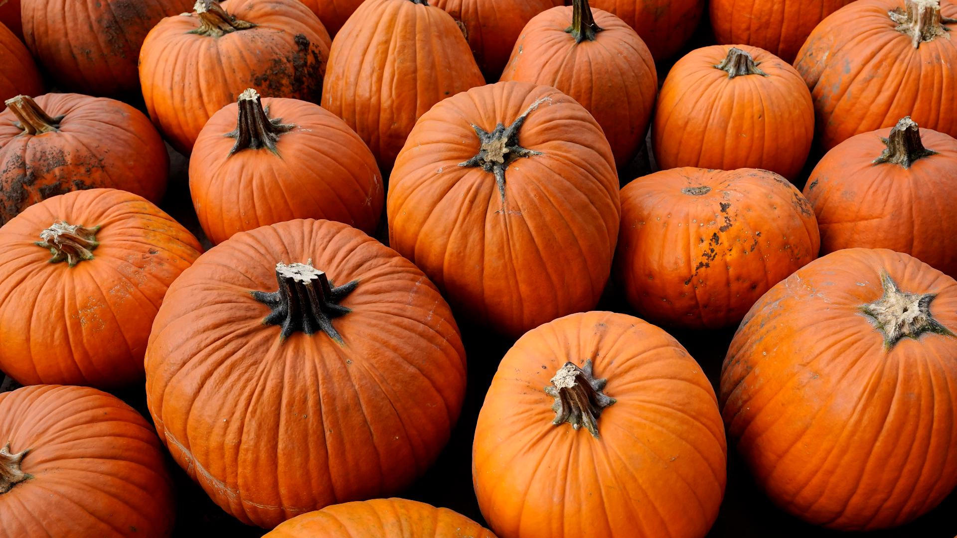 From Leander to Georgetown, pumpkin patches are almost back across the area.