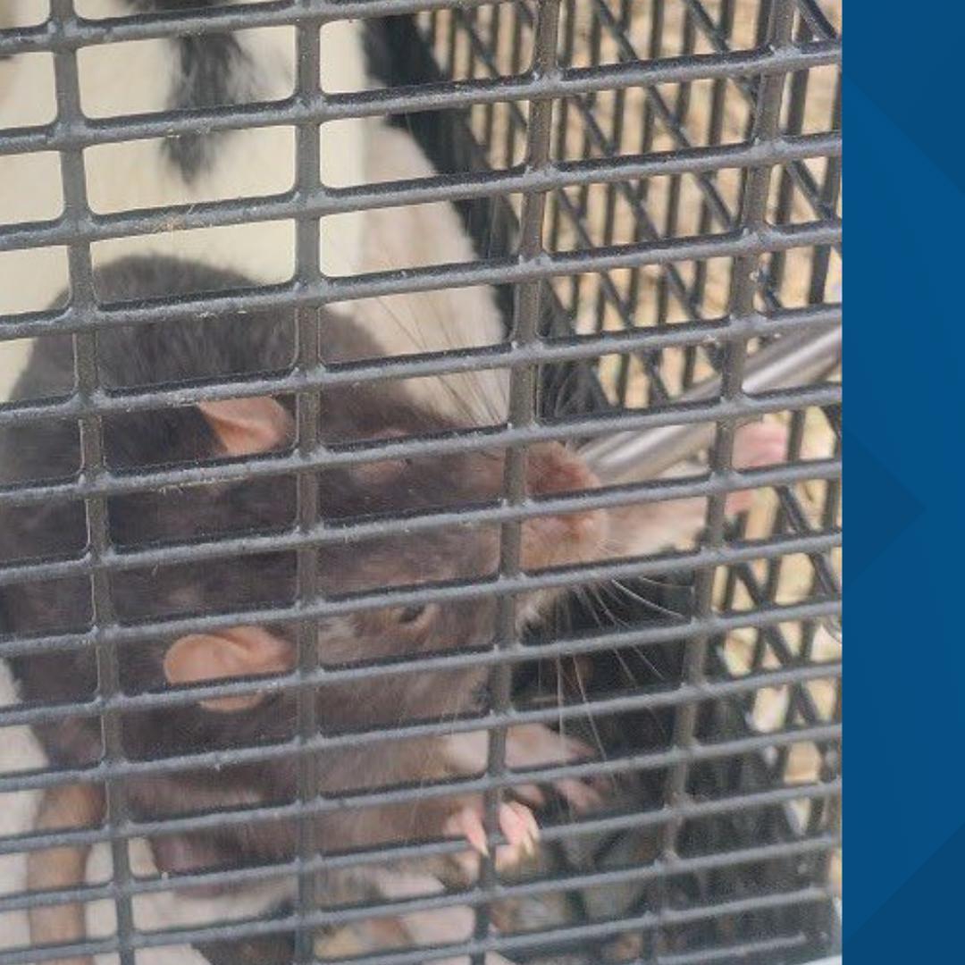 Texas Rink Rats Texas police rescue abandoned rats from the side of the road | kvue.com