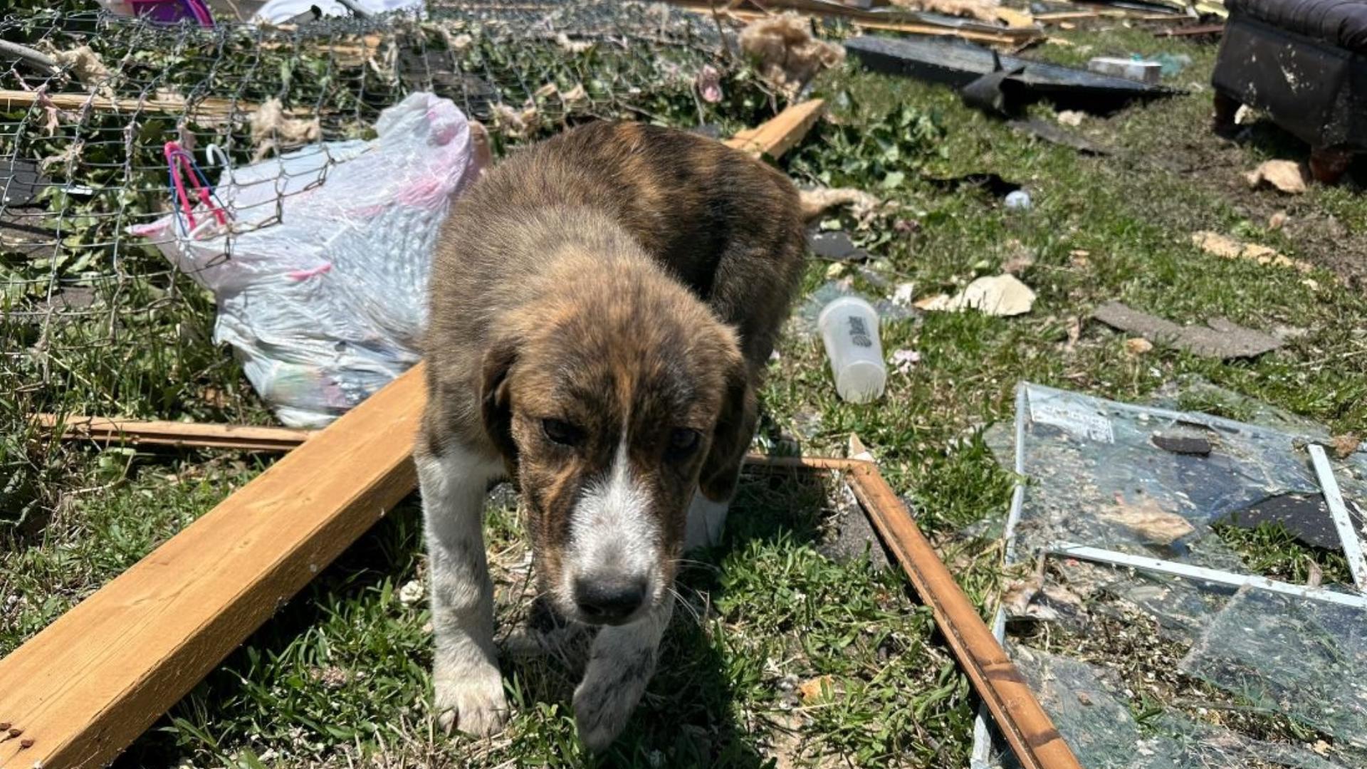 Photo inspiration: Puppy Eating Yard Debris Risks Reference: Lost Dog Emerges From Debris After Ef 2 Tornado Hits