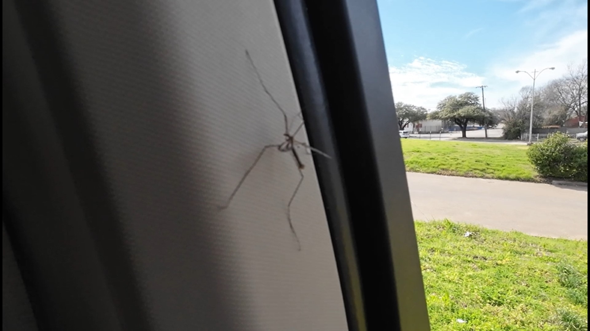 Warm temperatures could bring more active insects | kvue.com