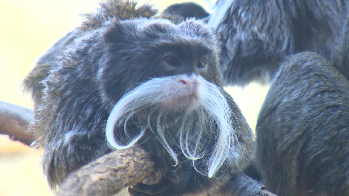 Dallas Zoo presents security enhancements to city council - Vimarsana News