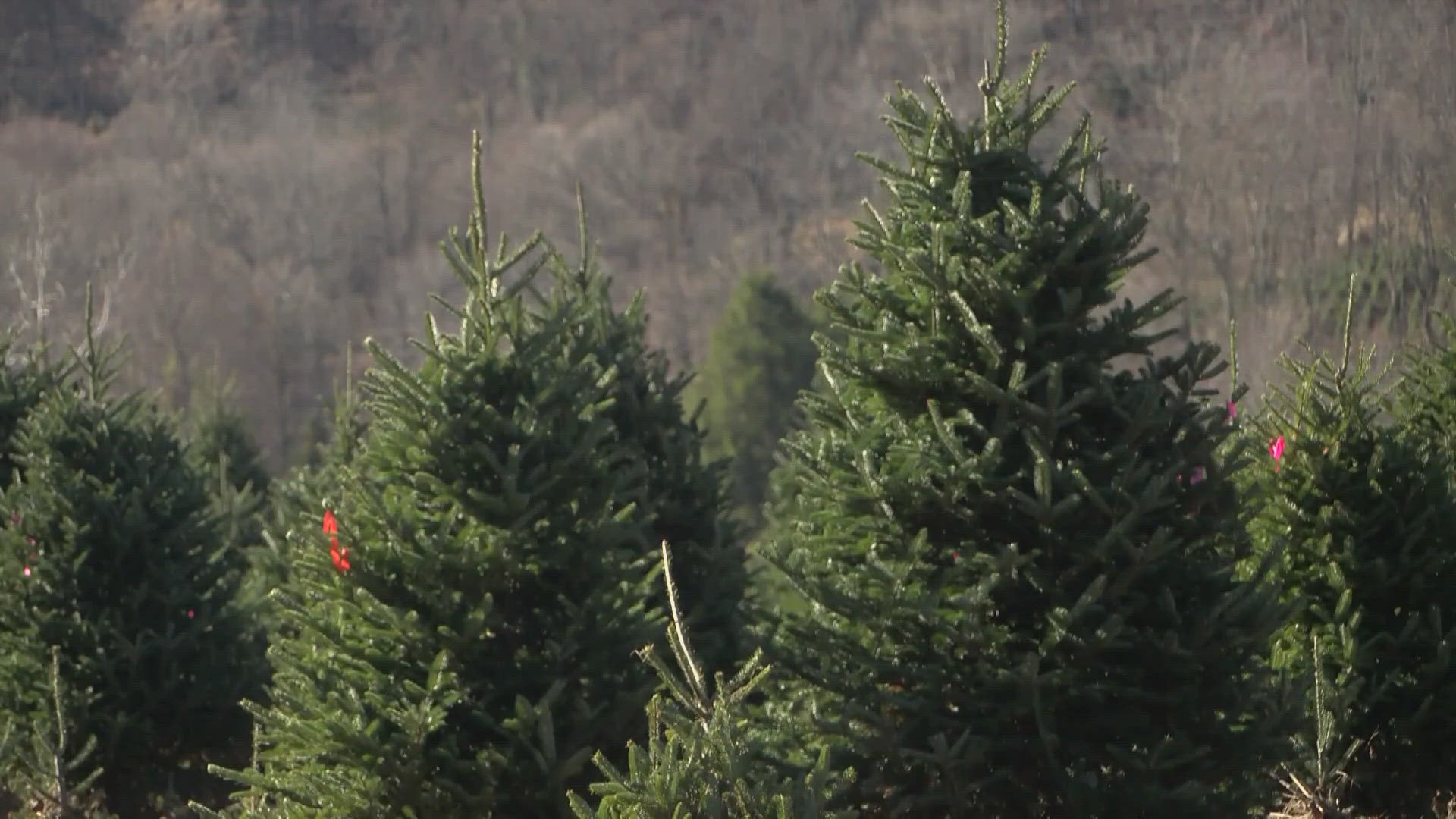 Once you're ready to say goodbye to your Christmas tree, Texas Disposal System will take it off your hands.